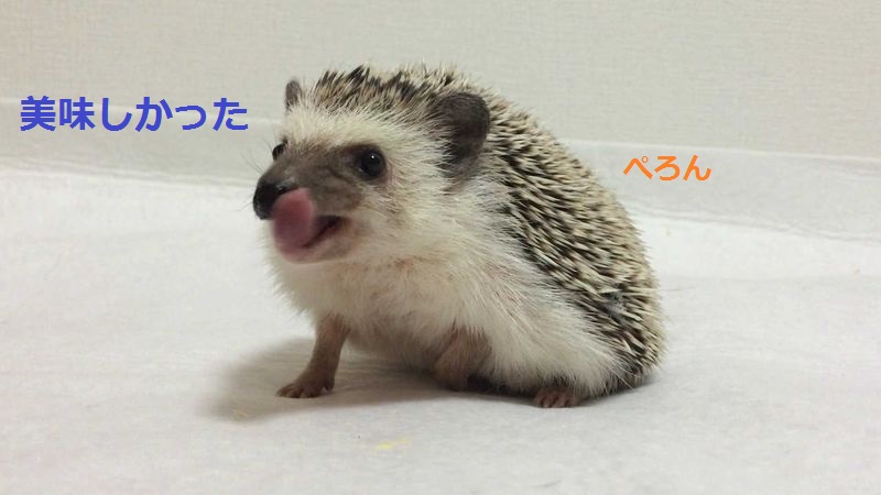 f:id:chikojirou:20150714213127j:plain f:id:chikojirou:20150714213127j:plain