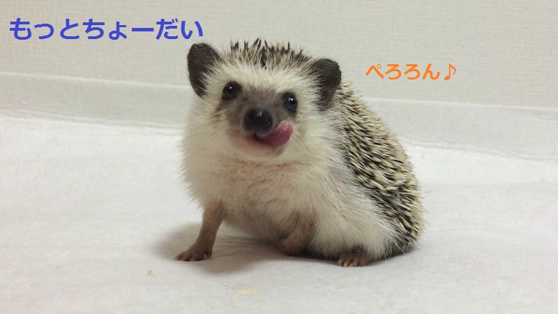 f:id:chikojirou:20150714213240j:plain f:id:chikojirou:20150714213240j:plain