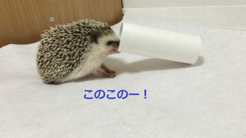 f:id:chikojirou:20150729090753j:plain