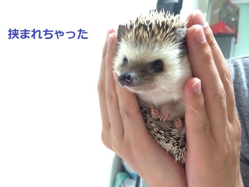 f:id:chikojirou:20150914212448j:plain