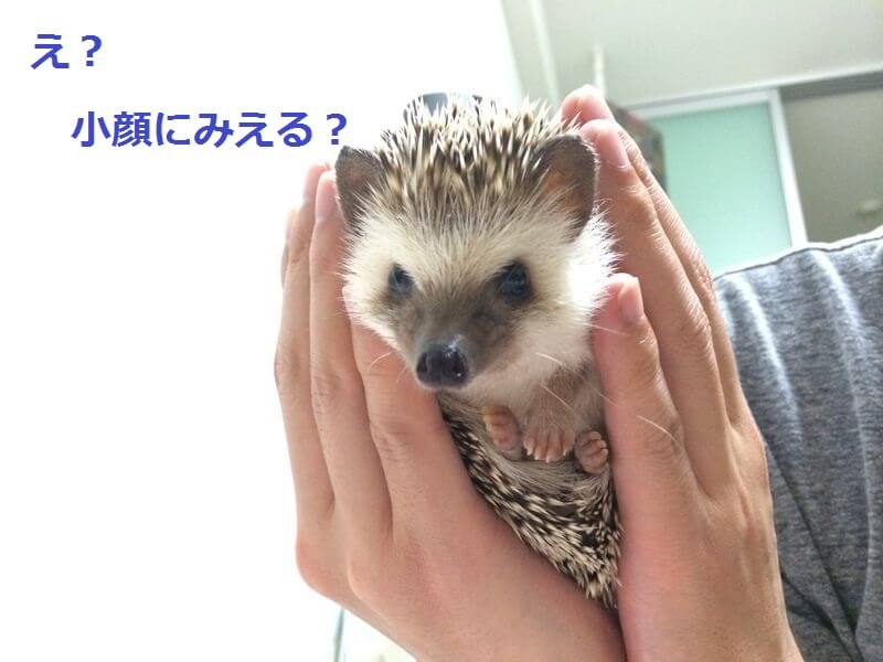 f:id:chikojirou:20150914212510j:plain