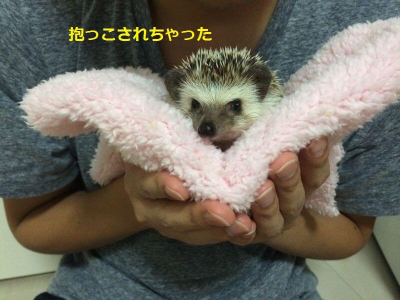 f:id:chikojirou:20150920212340j:plain