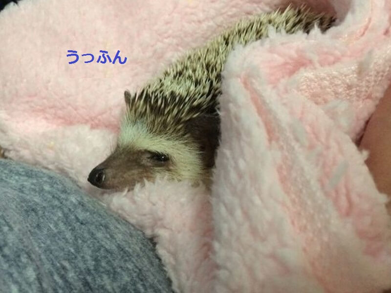 f:id:chikojirou:20150920212359j:plain