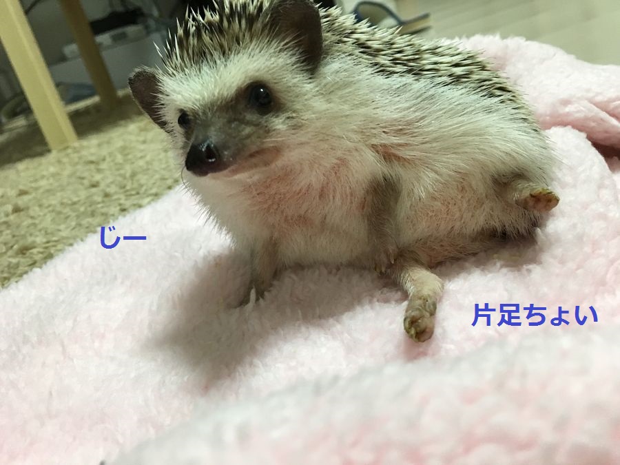 ほっこり優しいハリネズミ〜3ポーズ ハリネズミのおよよポーズ - ハリネズミのハーリー