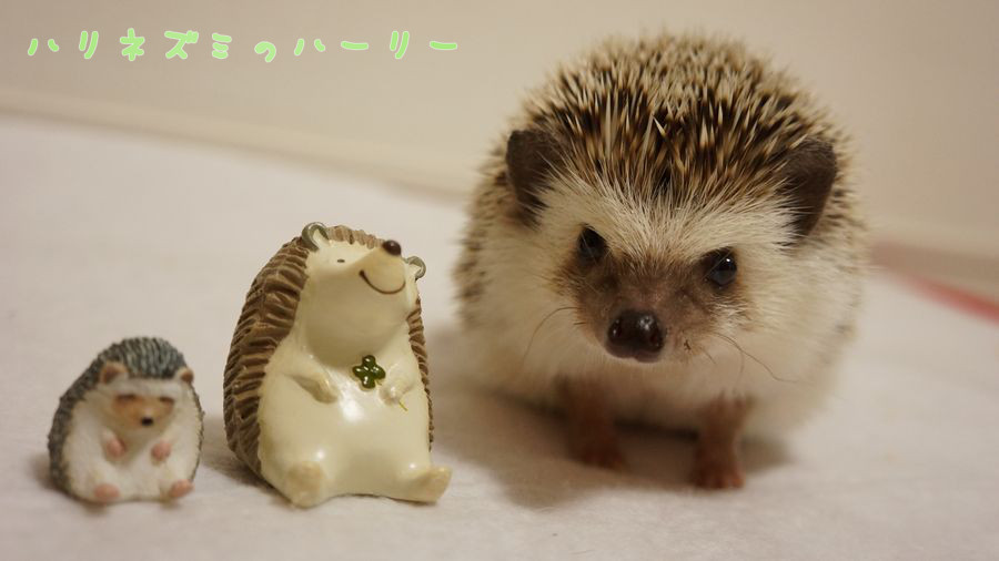 f:id:chikojirou:20151005215434j:plain f:id:chikojirou:20151005215434j:plain