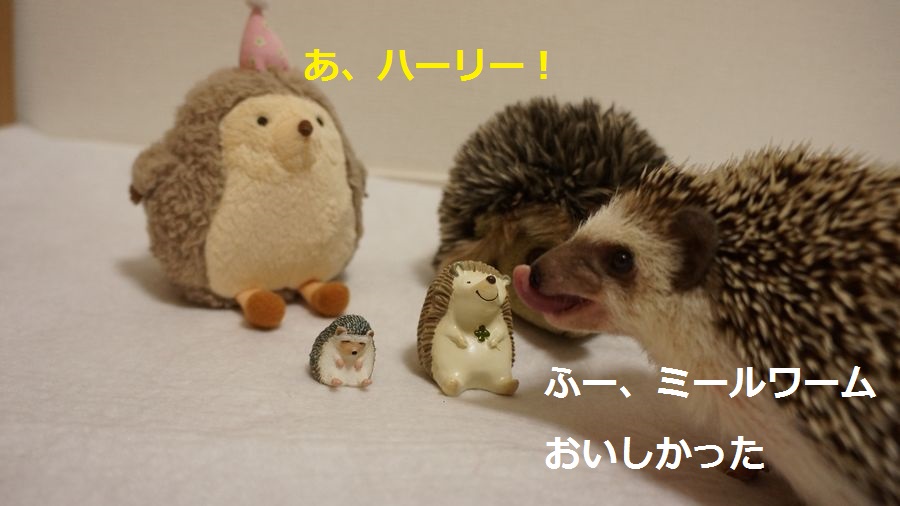 f:id:chikojirou:20151005215459j:plain f:id:chikojirou:20151005215459j:plain