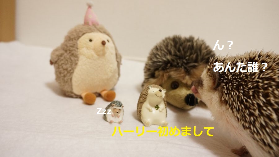 f:id:chikojirou:20151005215512j:plain f:id:chikojirou:20151005215512j:plain