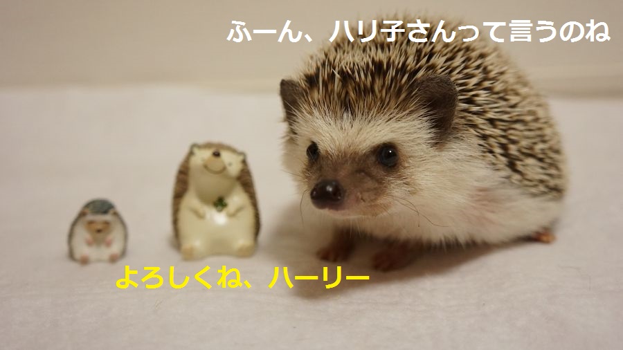 f:id:chikojirou:20151005215523j:plain f:id:chikojirou:20151005215523j:plain