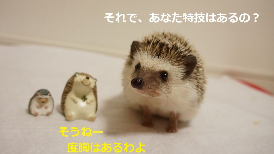 f:id:chikojirou:20151005215533j:plain f:id:chikojirou:20151005215533j:plain