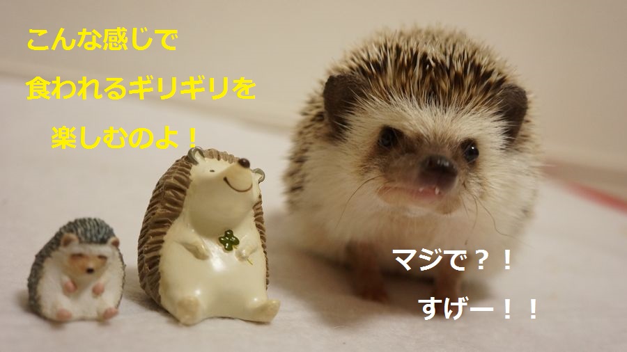 f:id:chikojirou:20151005215552j:plain f:id:chikojirou:20151005215552j:plain