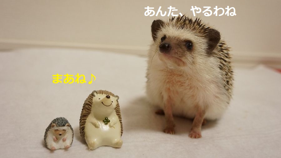 f:id:chikojirou:20151005215605j:plain f:id:chikojirou:20151005215605j:plain