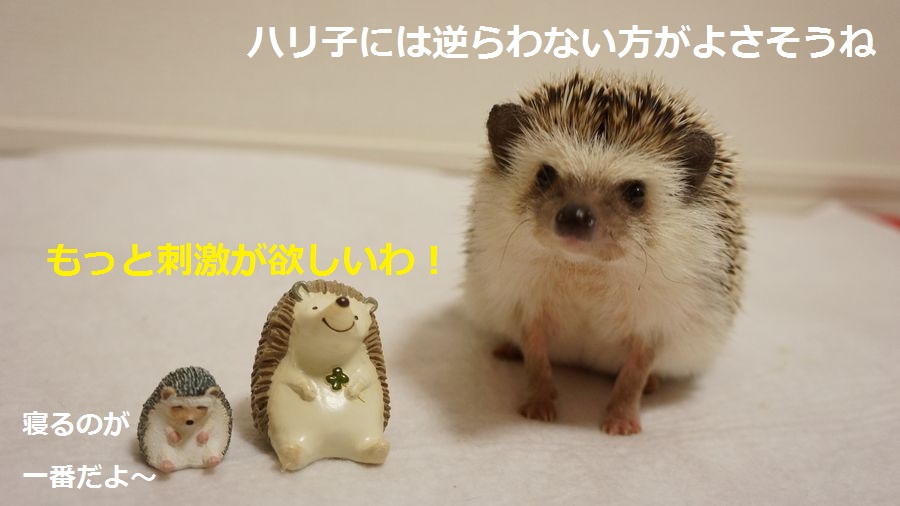 f:id:chikojirou:20151005215613j:plain f:id:chikojirou:20151005215613j:plain