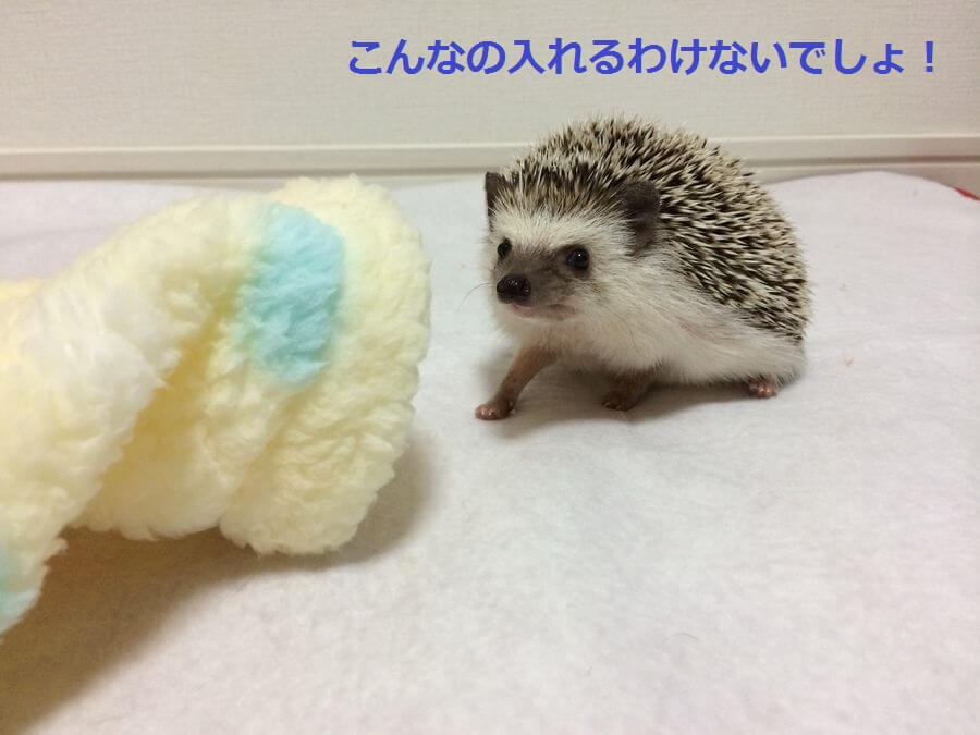 寝袋に引きこもるハーリー - ハリネズミのハーリー