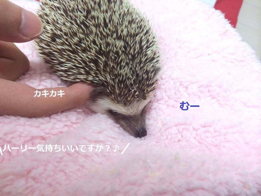 f:id:chikojirou:20151103214019j:plain