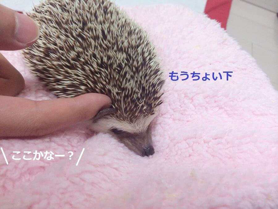 f:id:chikojirou:20151103214026j:plain