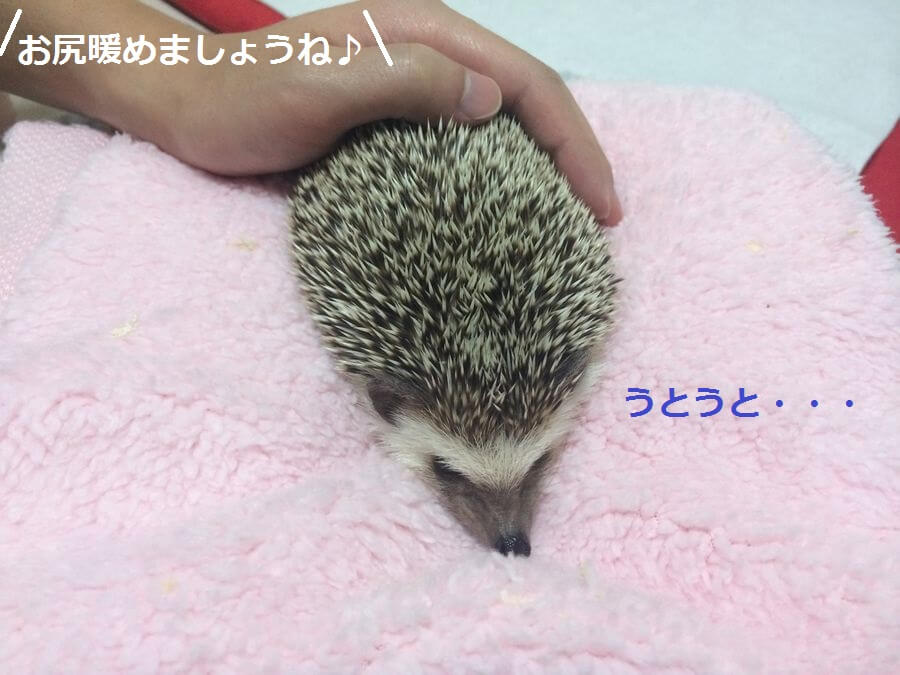 f:id:chikojirou:20151103214034j:plain