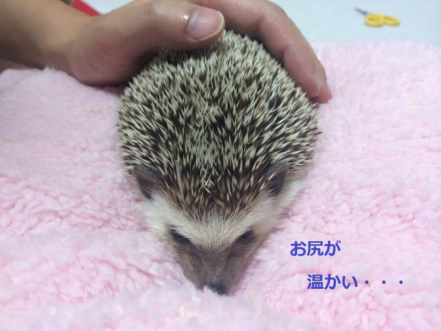 f:id:chikojirou:20151103214040j:plain