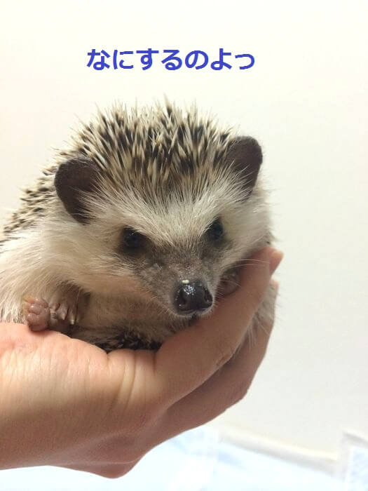 f:id:chikojirou:20151103214049j:plain