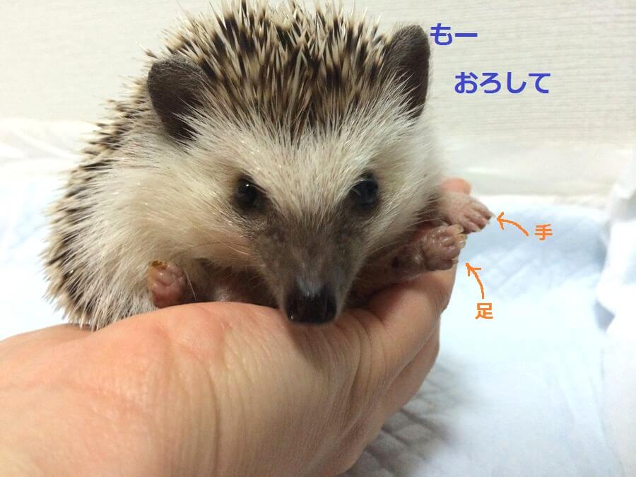 f:id:chikojirou:20151103214058j:plain