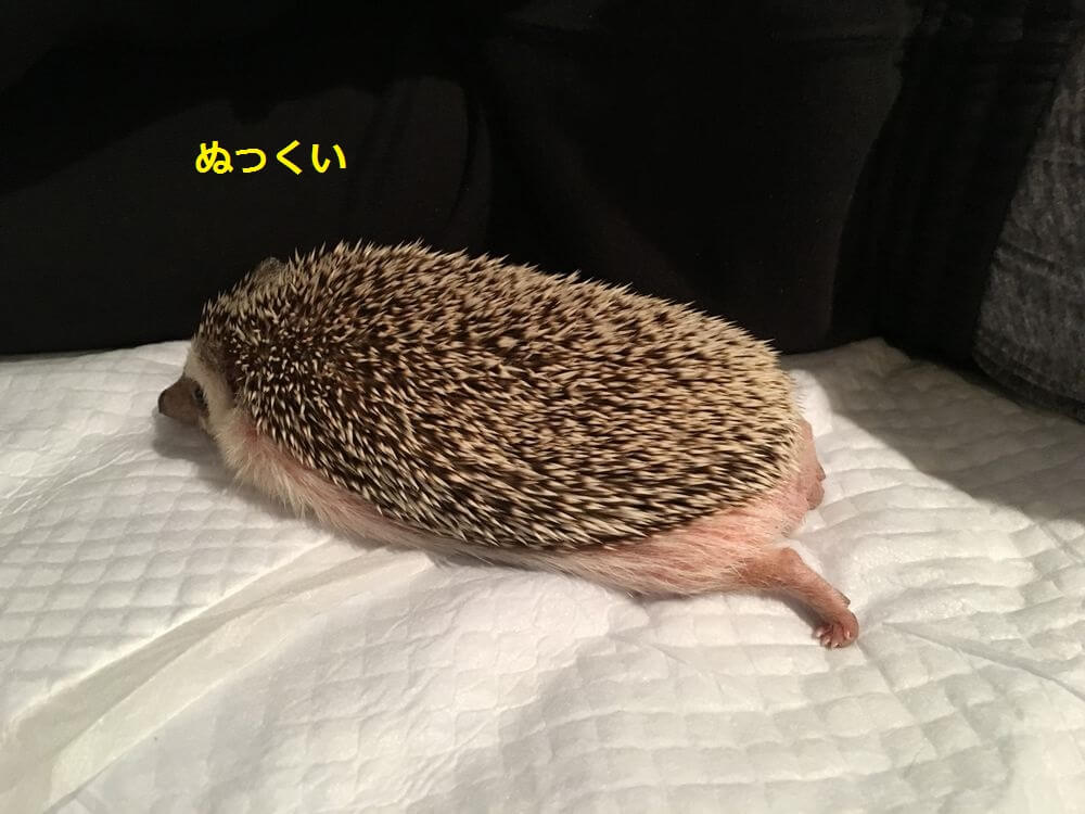 f:id:chikojirou:20160119212038j:plain f:id:chikojirou:20160119212038j:plain