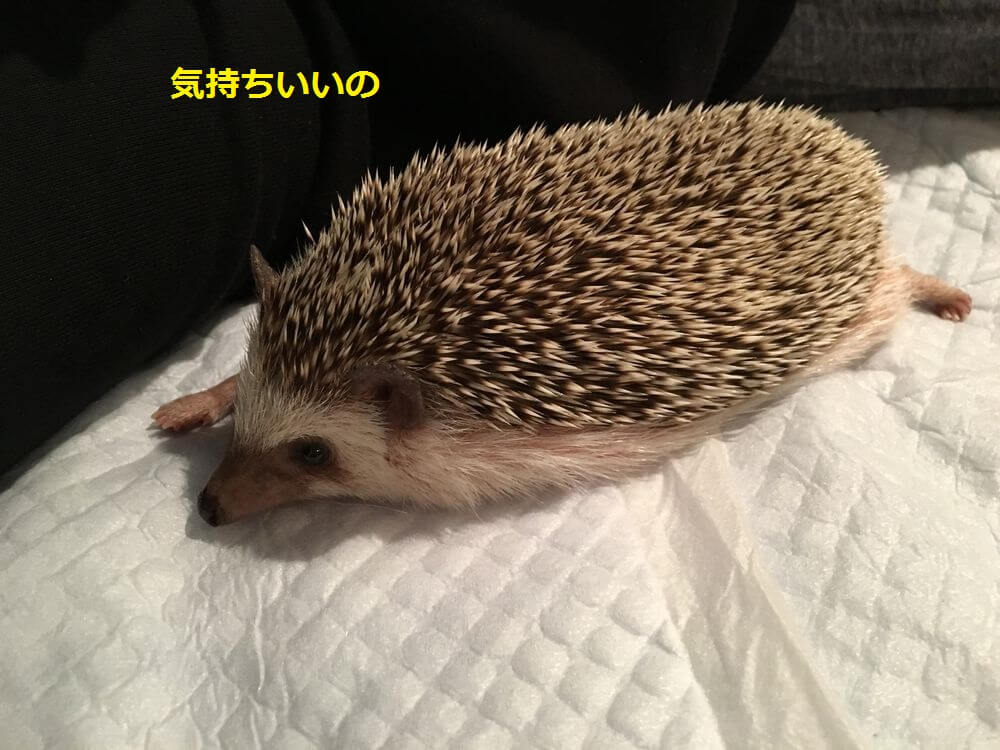 f:id:chikojirou:20160119212047j:plain f:id:chikojirou:20160119212047j:plain