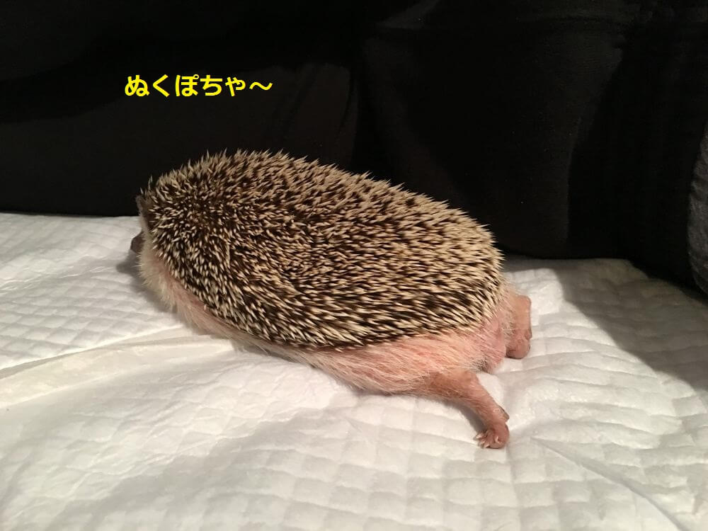 f:id:chikojirou:20160119212053j:plain f:id:chikojirou:20160119212053j:plain