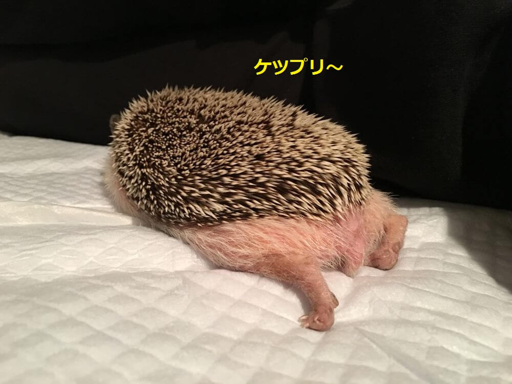 f:id:chikojirou:20160119212100j:plain f:id:chikojirou:20160119212100j:plain