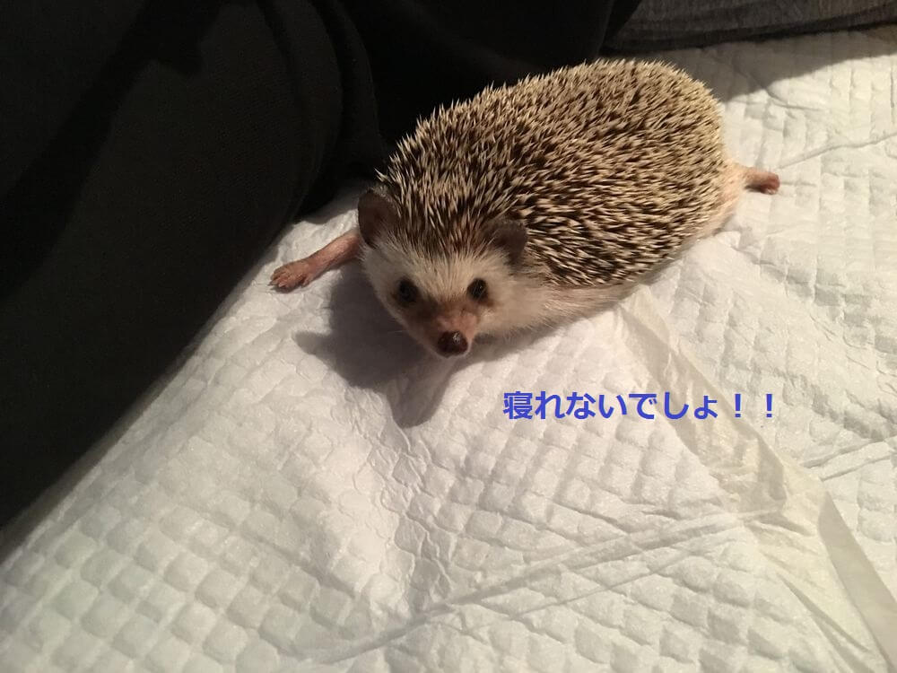 f:id:chikojirou:20160119212108j:plain f:id:chikojirou:20160119212108j:plain