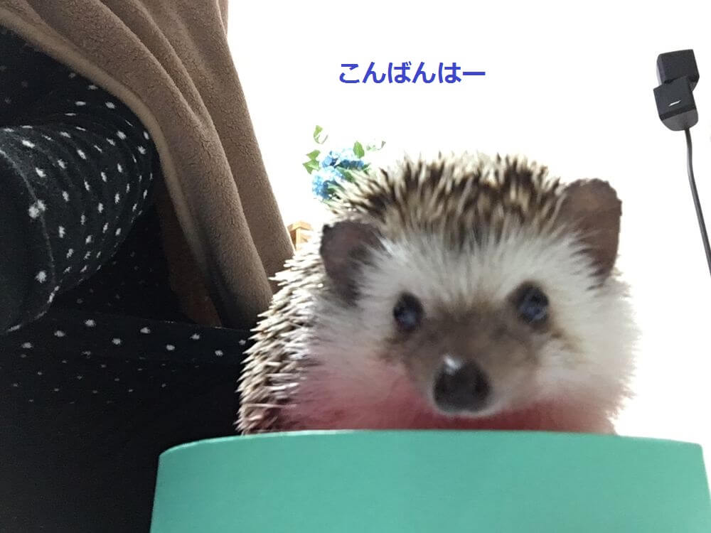 f:id:chikojirou:20160121220540j:plain f:id:chikojirou:20160121220540j:plain