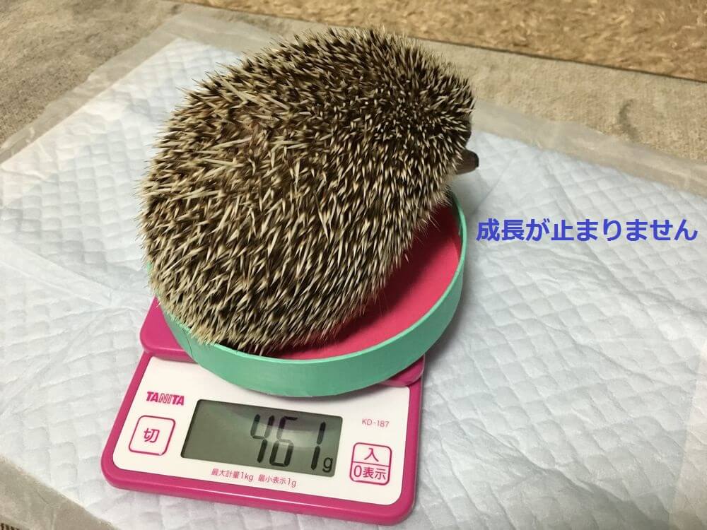 f:id:chikojirou:20160121220551j:plain f:id:chikojirou:20160121220551j:plain