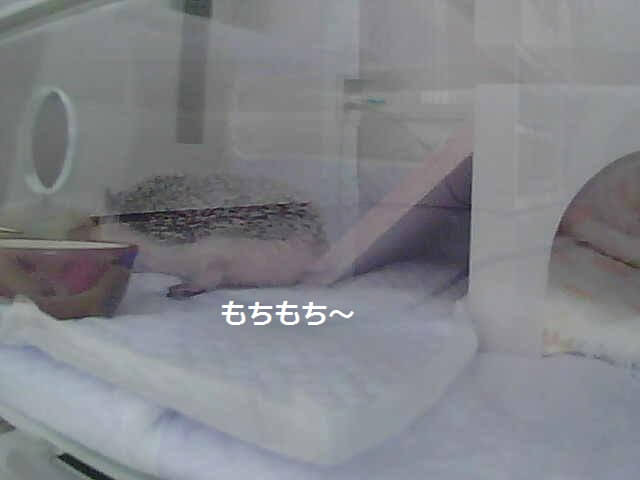 f:id:chikojirou:20160121220623p:plain f:id:chikojirou:20160121220623p:plain