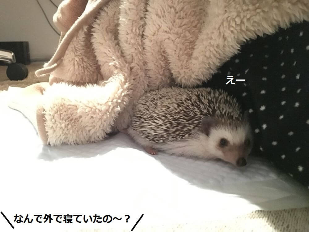 f:id:chikojirou:20160121220743j:plain f:id:chikojirou:20160121220743j:plain