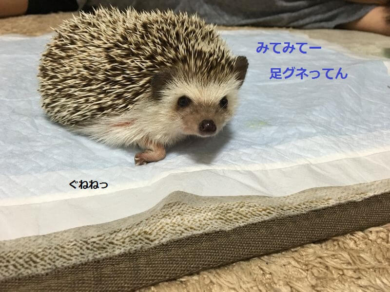 f:id:chikojirou:20160221204557j:plain f:id:chikojirou:20160221204557j:plain