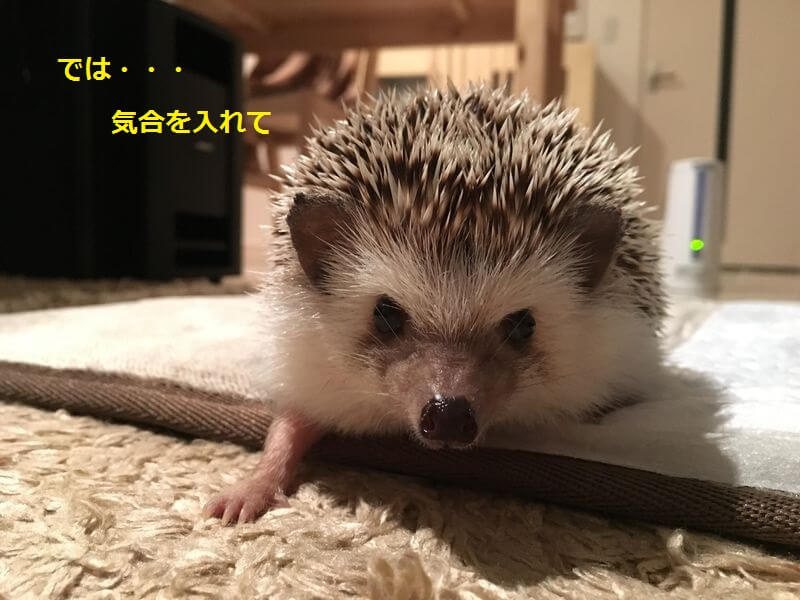 f:id:chikojirou:20160221204703j:plain f:id:chikojirou:20160221204703j:plain