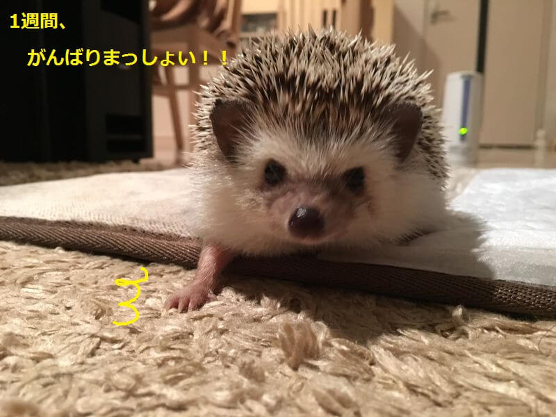 f:id:chikojirou:20160221204712j:plain f:id:chikojirou:20160221204712j:plain