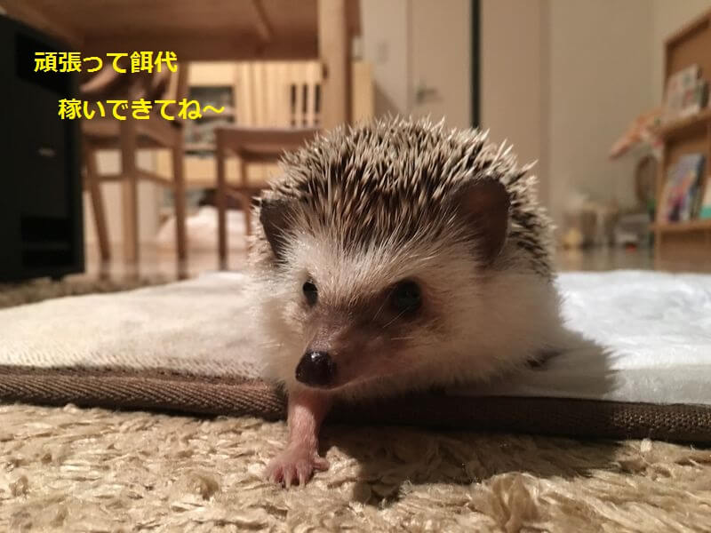 f:id:chikojirou:20160221204720j:plain f:id:chikojirou:20160221204720j:plain