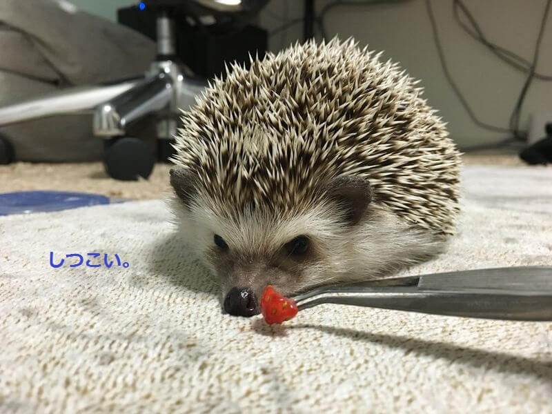 f:id:chikojirou:20160329210839j:plain f:id:chikojirou:20160329210839j:plain