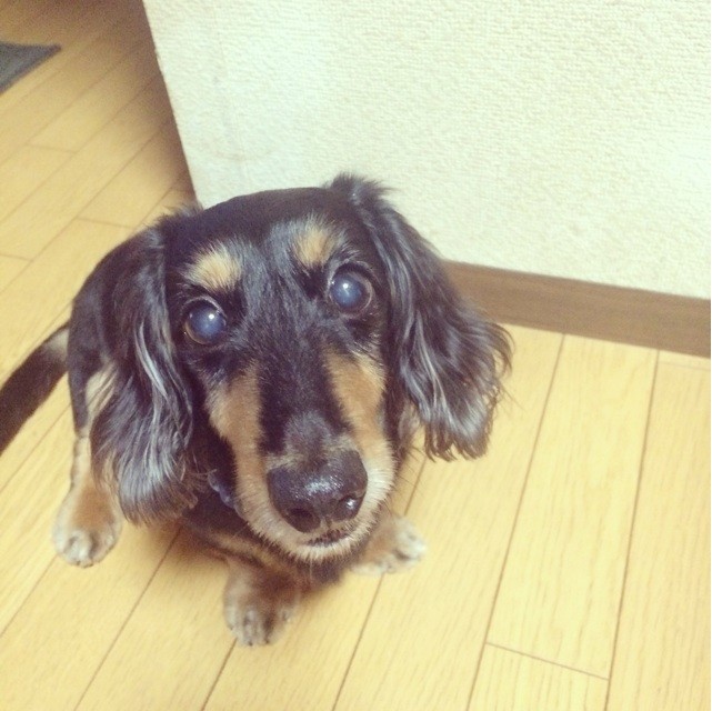 f:id:chikuwansai:20140704165216j:plain f:id:chikuwansai:20140704165216j:plain
