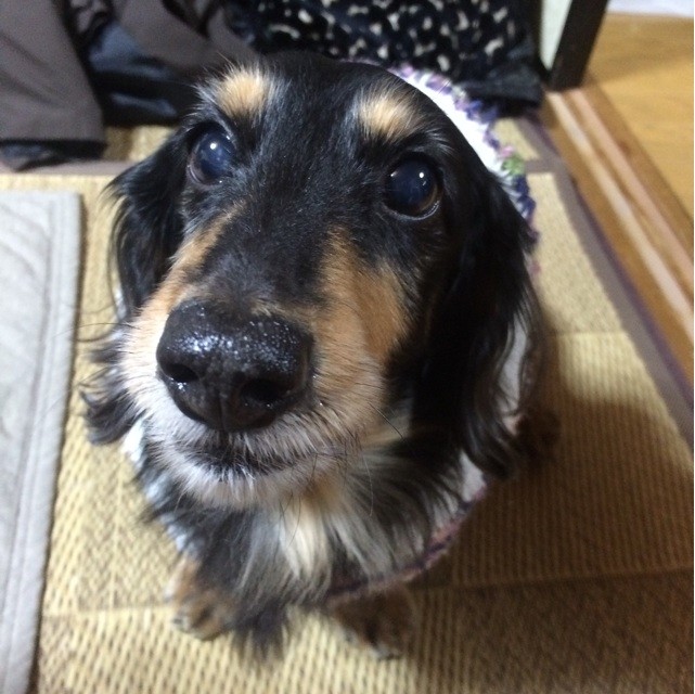 f:id:chikuwansai:20150103111946j:plain f:id:chikuwansai:20150103111946j:plain