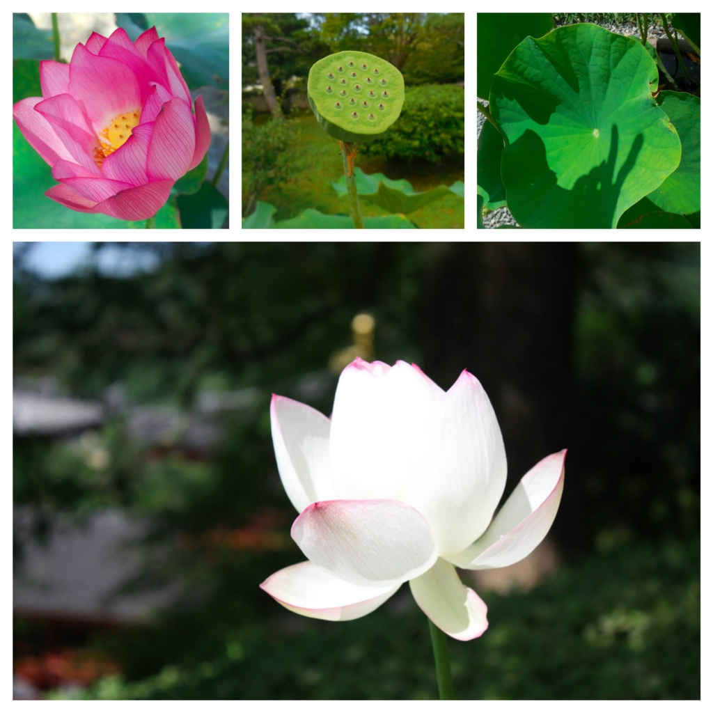 f:id:chimako-tsushin:20150729215335j:plain