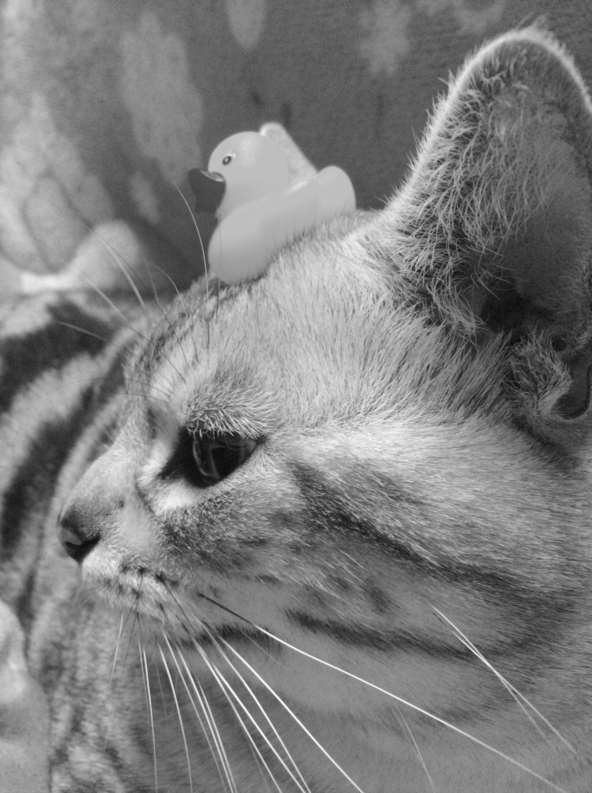 f:id:chime182:20160607204908j:image f:id:chime182:20160607204908j:image