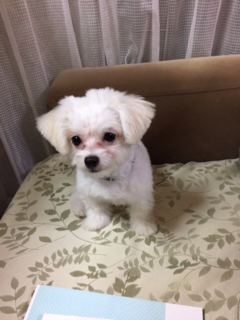 f:id:chinesechat:20150925214103j:image f:id:chinesechat:20150925214103j:image