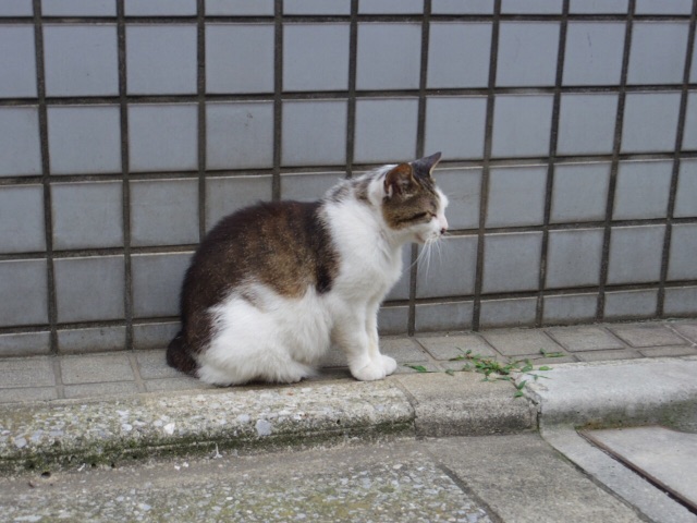 f:id:chiptaso:20150701201629j:image f:id:chiptaso:20150701201629j:image