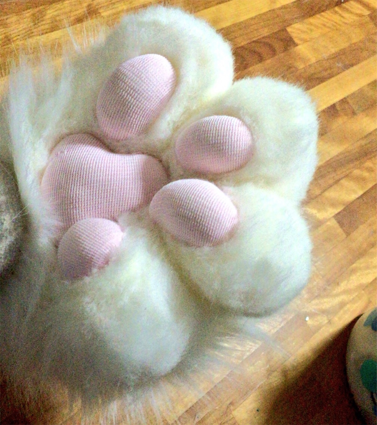f:id:chisarakonbu:20160506220216j:image f:id:chisarakonbu:20160506220216j:image