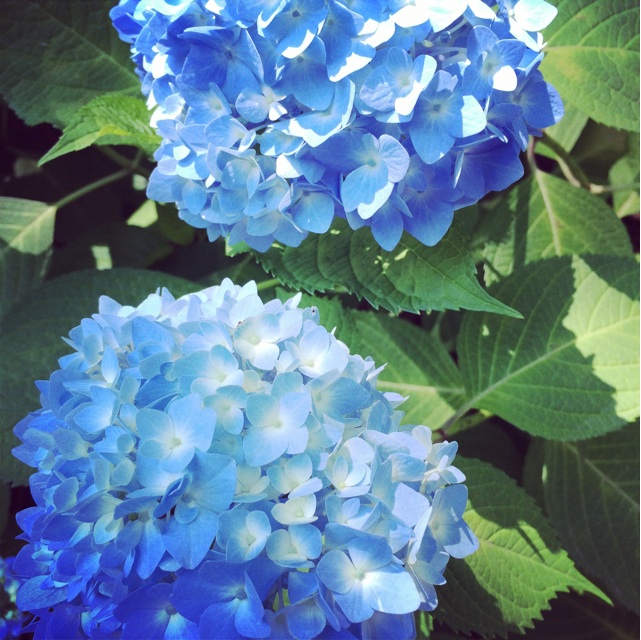 f:id:chise1219:20140602060543j:plain f:id:chise1219:20140602060543j:plain