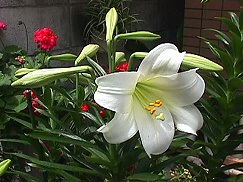 f:id:chise1219:20140604145914j:plain f:id:chise1219:20140604145914j:plain