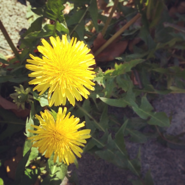 f:id:chise1219:20140606124906j:plain f:id:chise1219:20140606124906j:plain