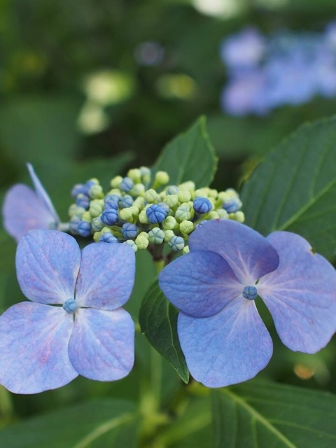 f:id:chise1219:20140615230817j:plain f:id:chise1219:20140615230817j:plain
