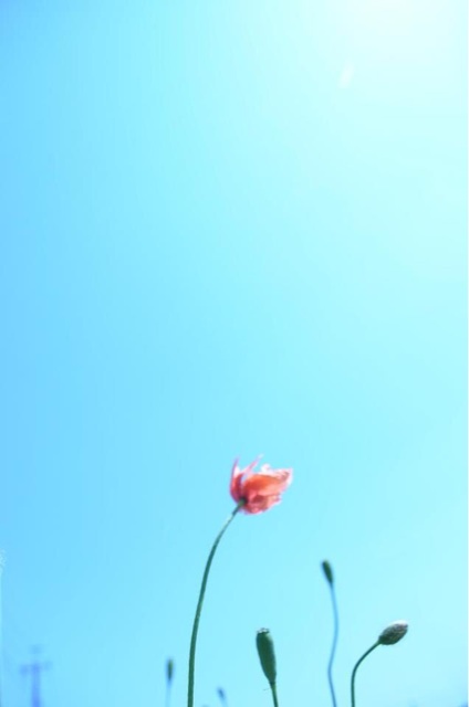 f:id:chise1219:20140617205443j:plain f:id:chise1219:20140617205443j:plain