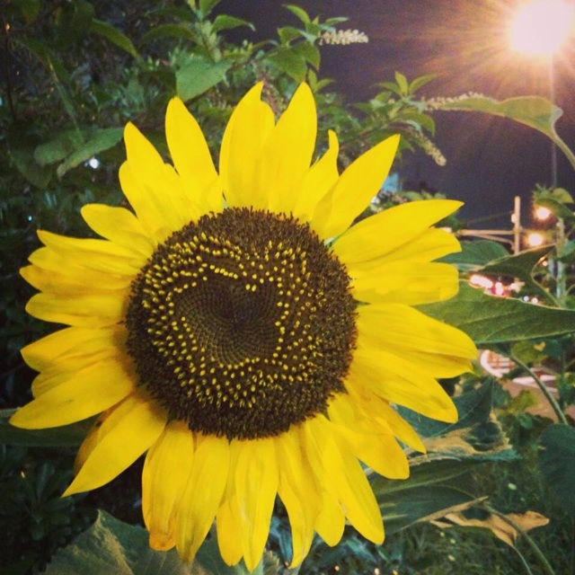f:id:chise1219:20140618215252j:plain f:id:chise1219:20140618215252j:plain